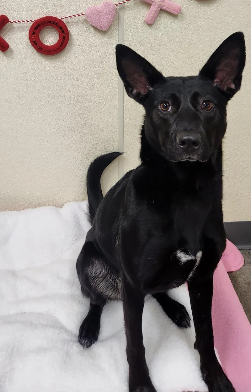 A young medium-sized female Shepherd dog named Faye for adoption in Sewaren, NJ