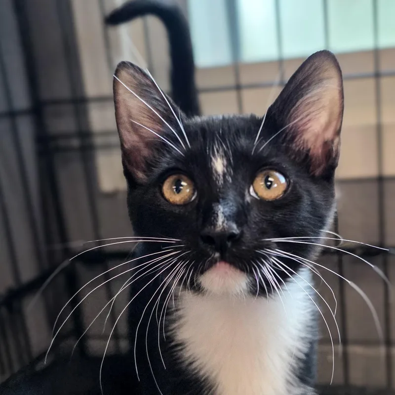 A baby medium-sized female Domestic Short Hair cat named Willow for adoption in Gainesville, TX