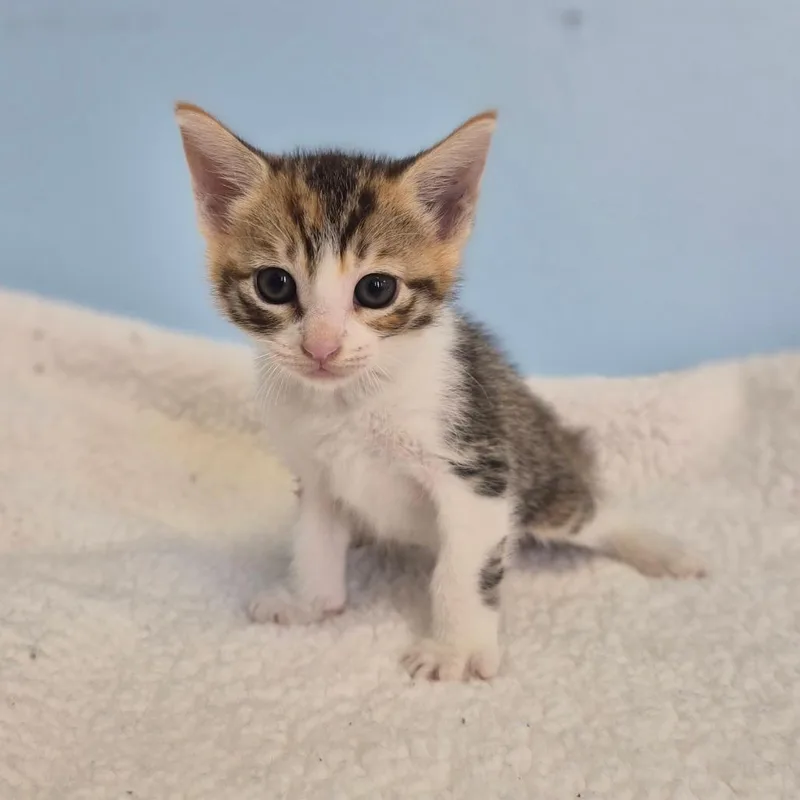 A baby small-sized female Calico Domestic Short Hair cat named Dolly for adoption in Wahiawa, HI