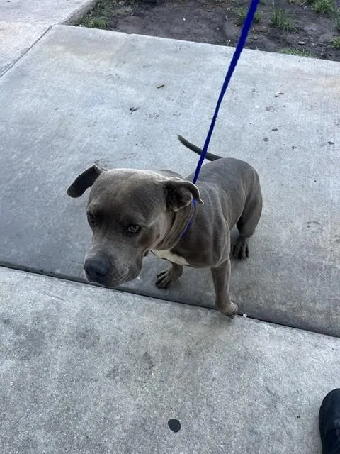 An adult large-sized male American Bulldog dog named Boricua for adoption in Miami, FL