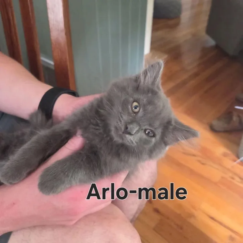 Arlo thumbnail 2