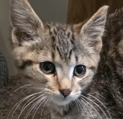 A baby small-sized female Domestic Short Hair cat named Beth for adoption in Verona, WI