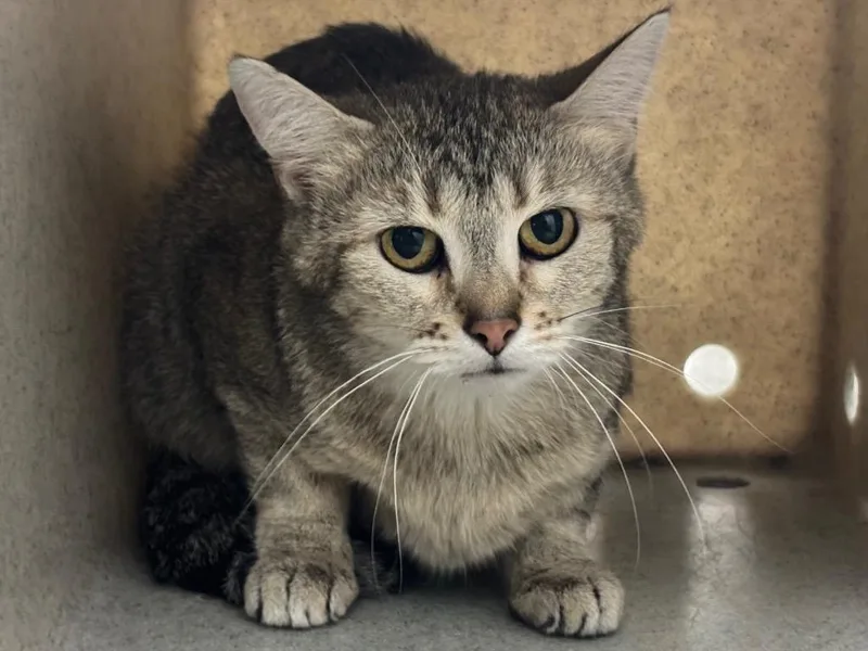 A young small-sized female Tabby cat named Chloe for adoption in Powell, OH