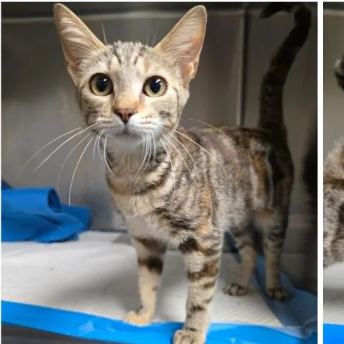 A baby small-sized female Brown / Chocolate Domestic Short Hair cat named Hazel Carlsbad for adoption in Denver, CO