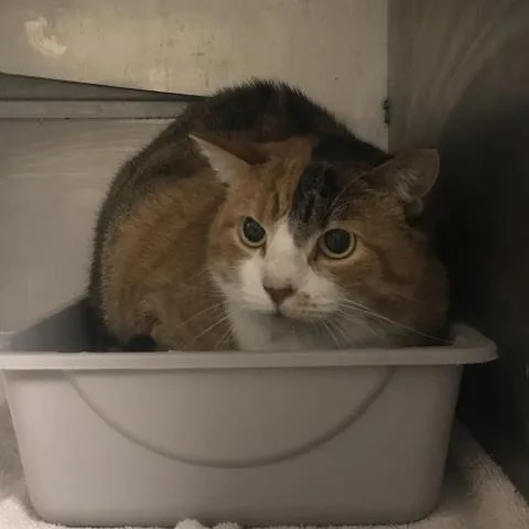 An adult medium-sized female Domestic Medium Hair cat named A for adoption in Conroe, TX