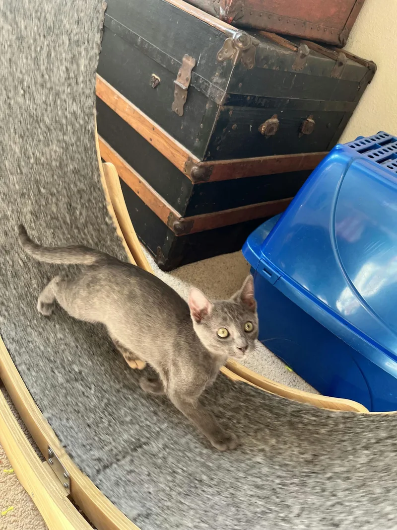 A baby medium-sized female Gray / Blue / Silver Domestic Short Hair cat named Pebble for adoption in Houston, TX