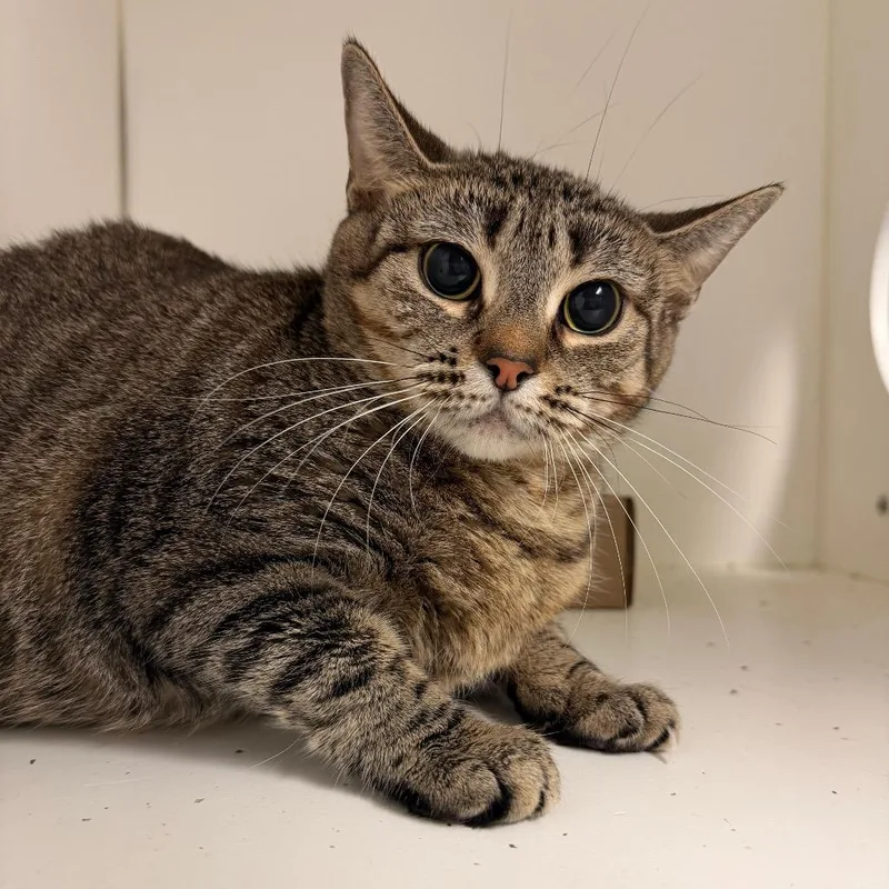 An adult large-sized female Brown / Chocolate Domestic Short Hair cat named Little Tiger for adoption in Philadelphia, PA