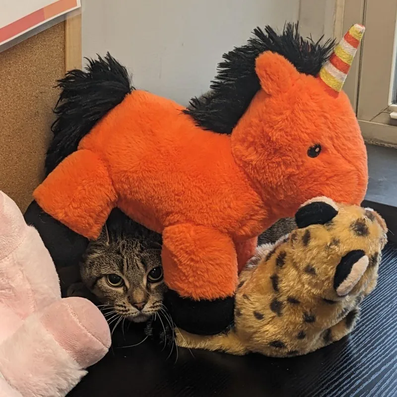 Little Tiger thumbnail 5
