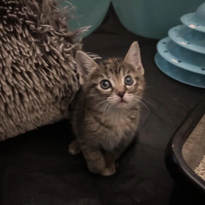 A baby medium-sized female Brown / Chocolate Domestic Short Hair cat named Zuzu for adoption in Dallas, TX