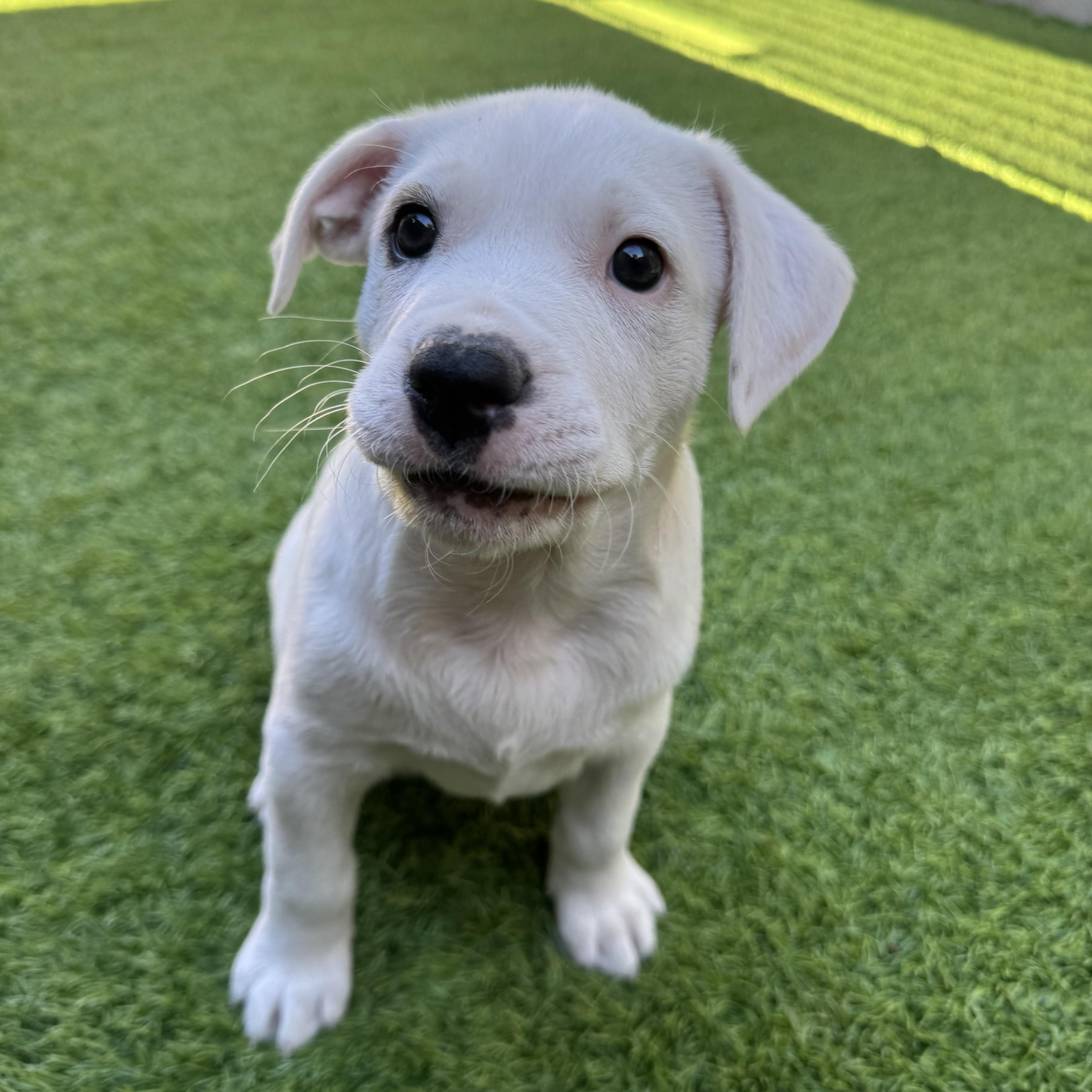 A baby large-sized female Mixed Breed dog named Venus for adoption in Henderson, NV