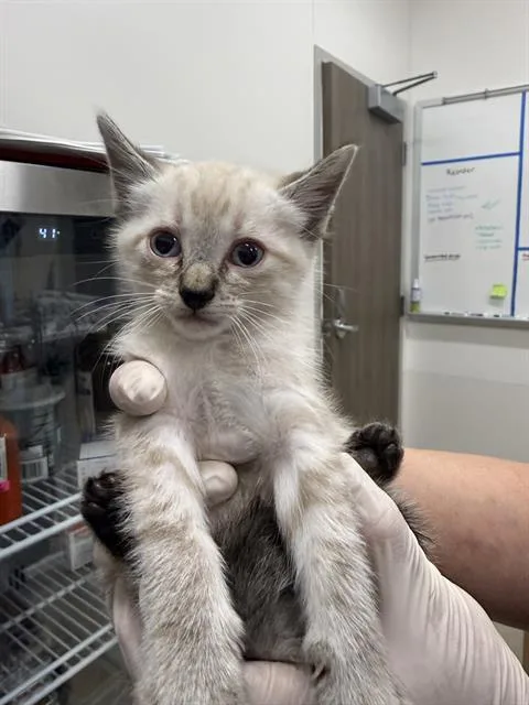 A baby small-sized male Domestic Short Hair cat named Icee for adoption in Baytown, TX