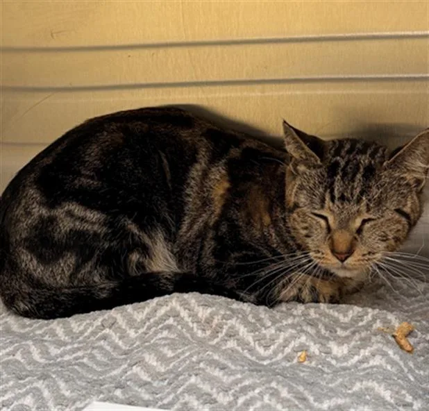 An adult medium-sized female Domestic Short Hair cat named Annie Oakley for adoption in Tustin, CA