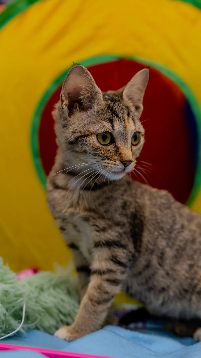 A baby medium-sized male Tabby (Orange / Red) Domestic Short Hair cat named Cola for adoption in Alexandria, IN