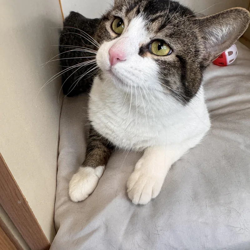 An adult medium-sized male Tabby (Brown / Chocolate) Domestic Short Hair cat named Lucky Lou for adoption in Mokena, IL