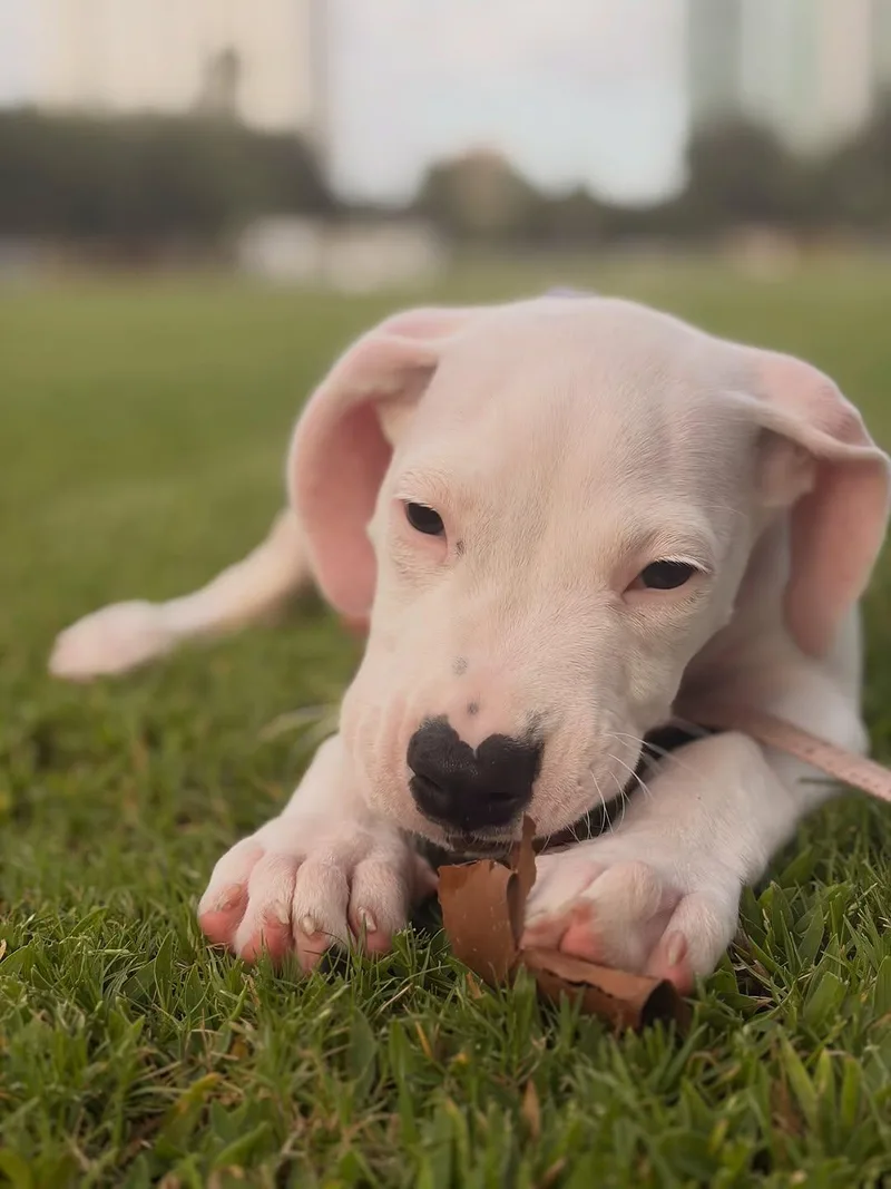 A young large-sized female White / Cream Dogo Argentino dog named China for adoption in Miami, FL
