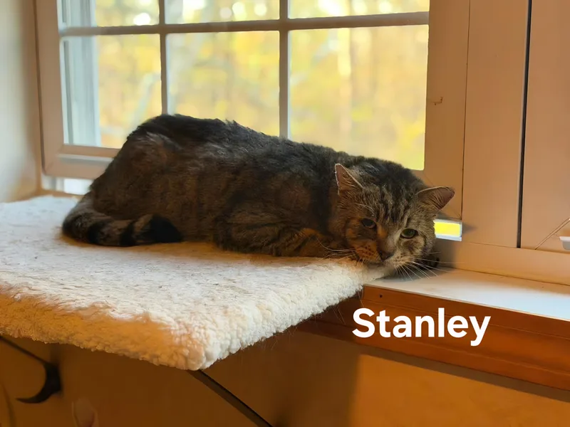 A senior medium-sized female Tabby (Tiger Striped) Domestic Short Hair cat named Stanley for adoption in Chicopee, MA