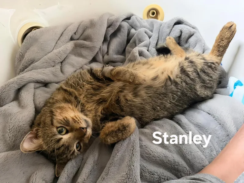 Stanley thumbnail 2