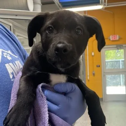 A baby small-sized male Retriever dog named Feta for adoption in Voorhees, NJ