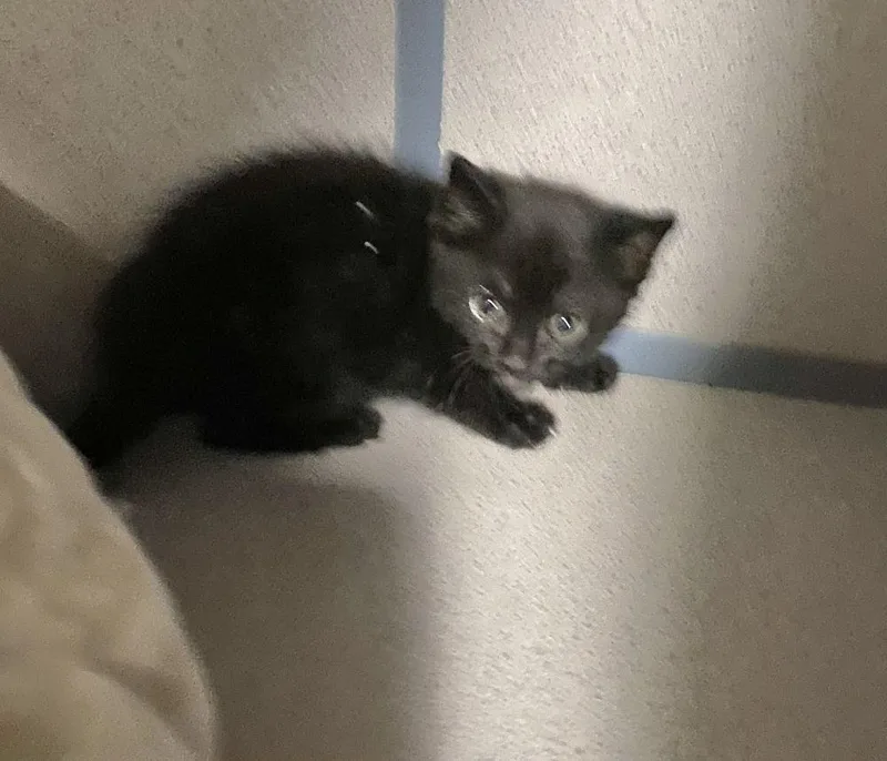 A baby small-sized female Black Domestic Short Hair cat named Petunia for adoption in Alexandria, VA