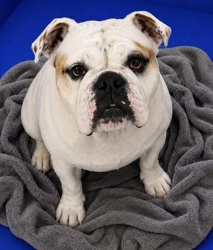An adult large-sized female English Bulldog dog named Rose for adoption in Houston, TX