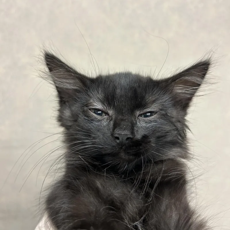 A baby small-sized female Gray / Blue / Silver Domestic Short Hair cat named Dragon Fruit for adoption in Jacksonville, FL