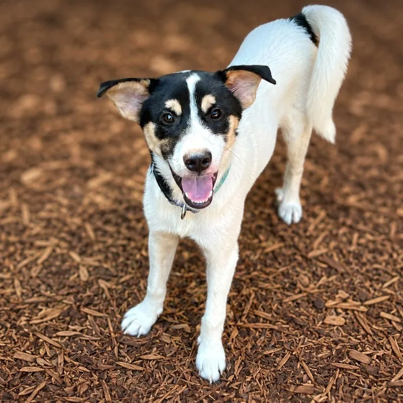 A young medium-sized male White / Cream Cattle Dog dog named Dewey for adoption in Boerne, TX