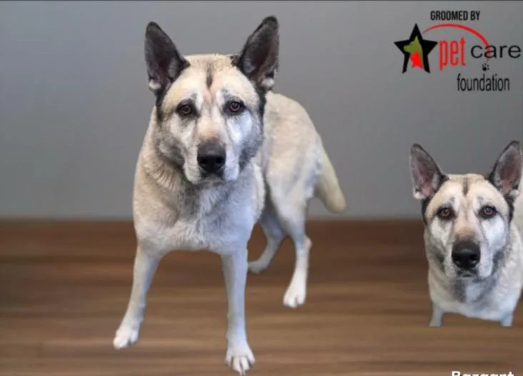 An adult large-sized female German Shepherd Dog dog named Jessy for adoption in Los Angeles, CA