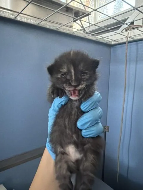 A baby small-sized female Domestic Short Hair cat named Lumpy Space Princess for adoption in San Bernardino, CA