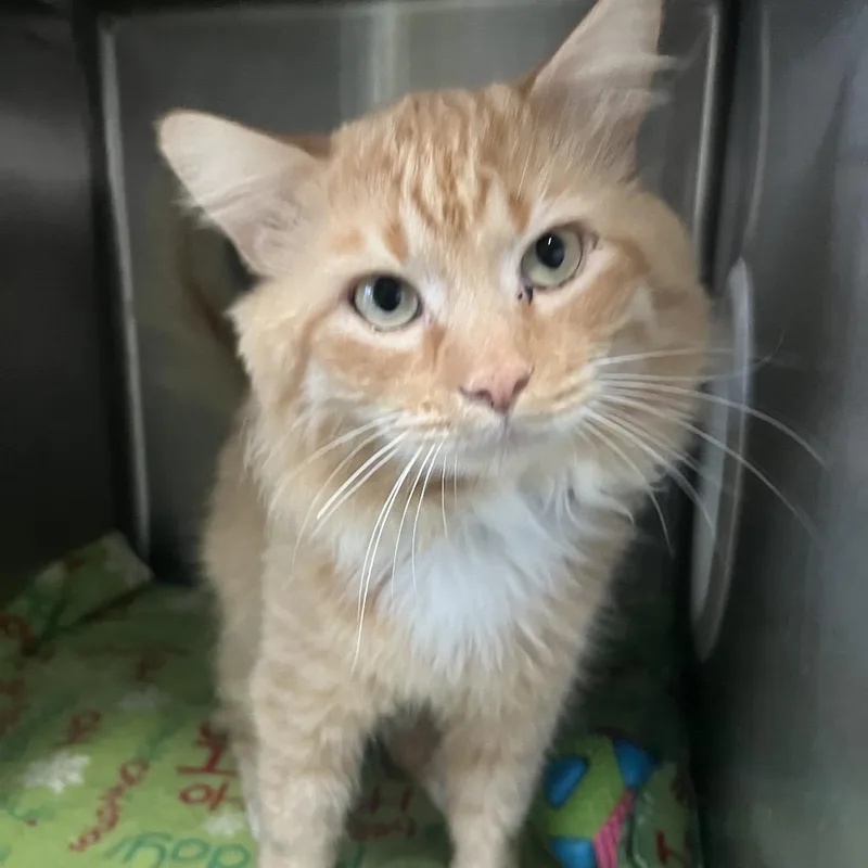 A young large-sized male Orange / Red Domestic Long Hair cat named Myers for adoption in Lakeland, FL