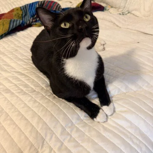 Baseball thumbnail 3