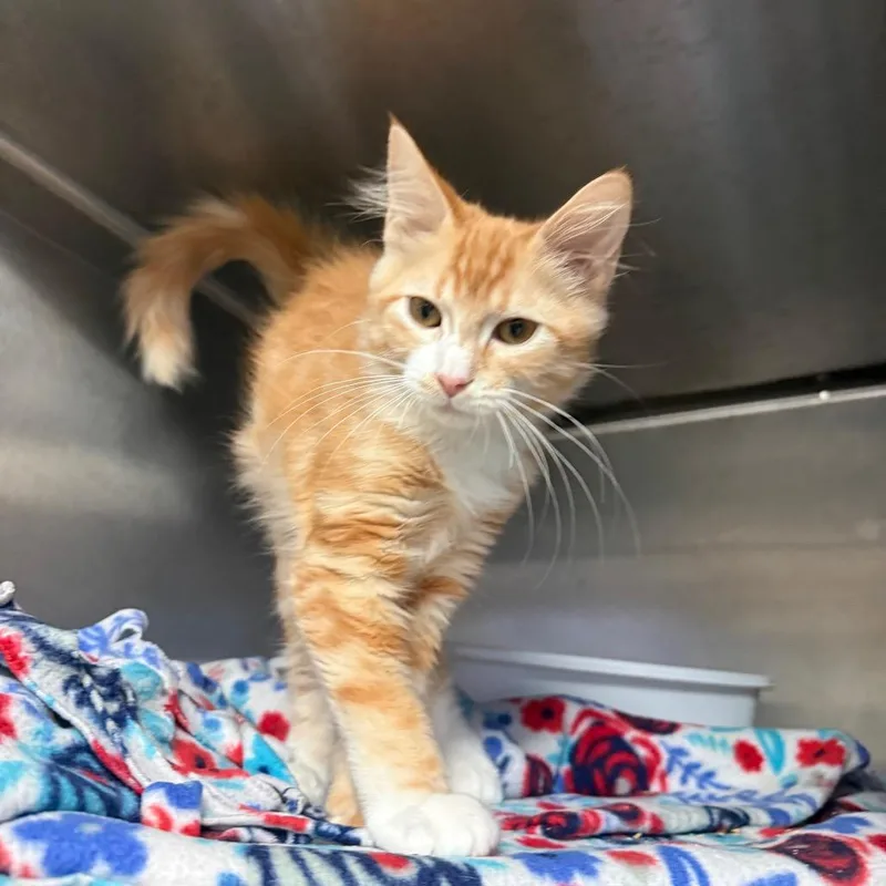A baby small-sized male Orange / Red Domestic Medium Hair cat named Barry for adoption in Lakeland, FL
