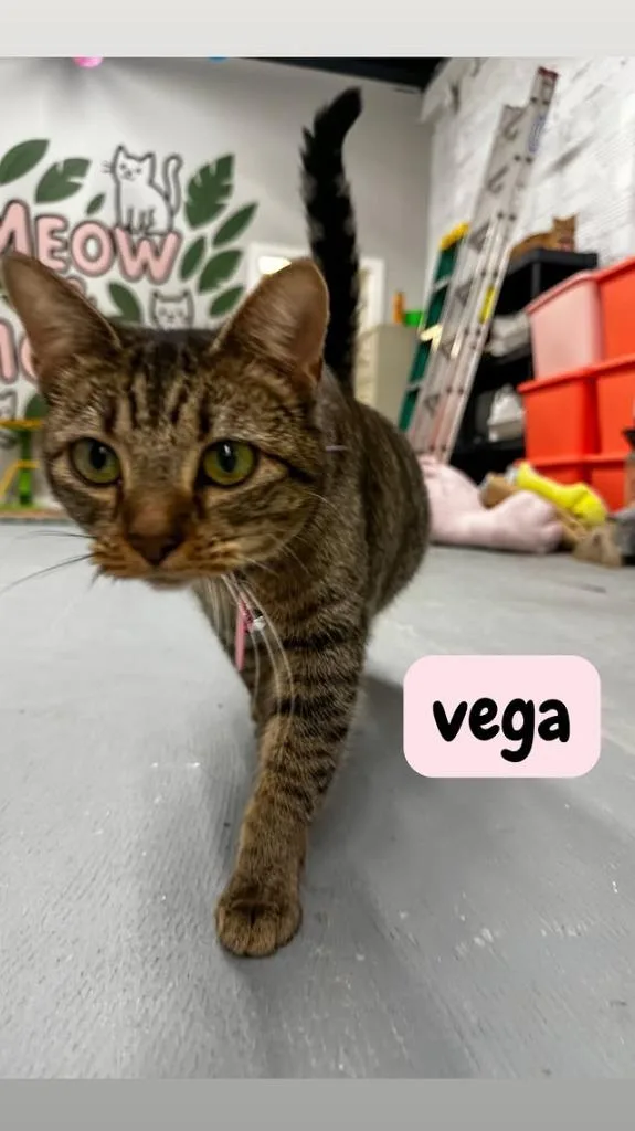 Vega