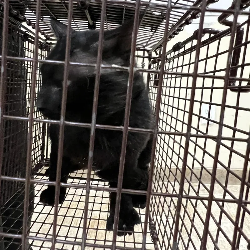 An adult large-sized male Black Domestic Short Hair cat named Micha for adoption in Galveston, TX
