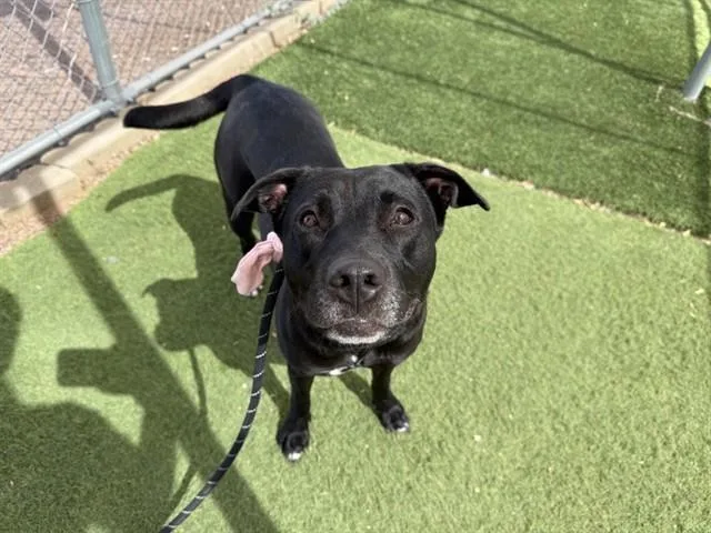 An adult large-sized female Pit Bull Terrier dog named Bella for adoption in Phoenix, AZ