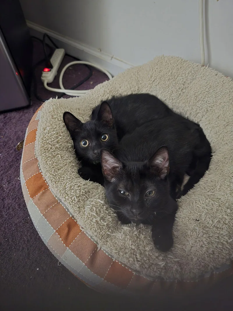 Buddy Wjaxon  Willow