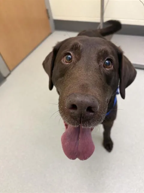 An adult large-sized male Labrador Retriever dog named Camo for adoption in Methuen, MA