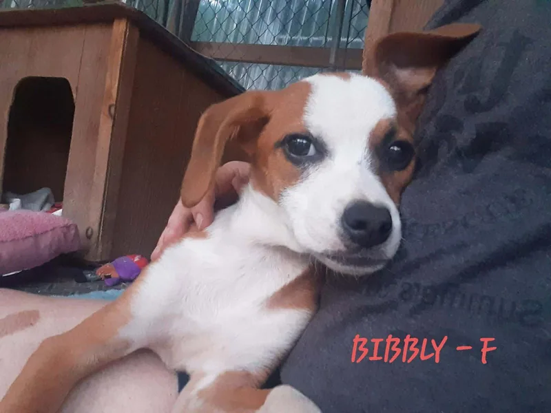 A baby medium-sized female Hound dog named Bibbly for adoption in Hinton, WV