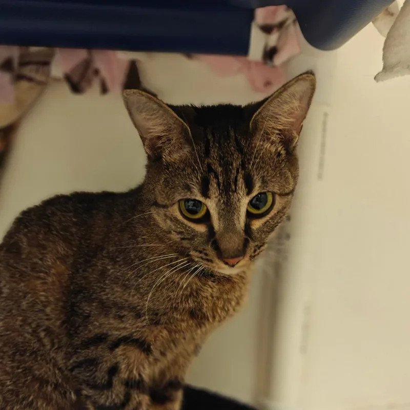 A young medium-sized female Domestic Short Hair cat named Frannie for adoption in Cumming, GA
