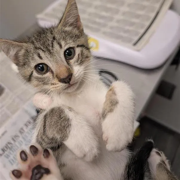 A baby small-sized male Brown / Chocolate Domestic Short Hair cat named Laertes for adoption in Jacksonville, FL