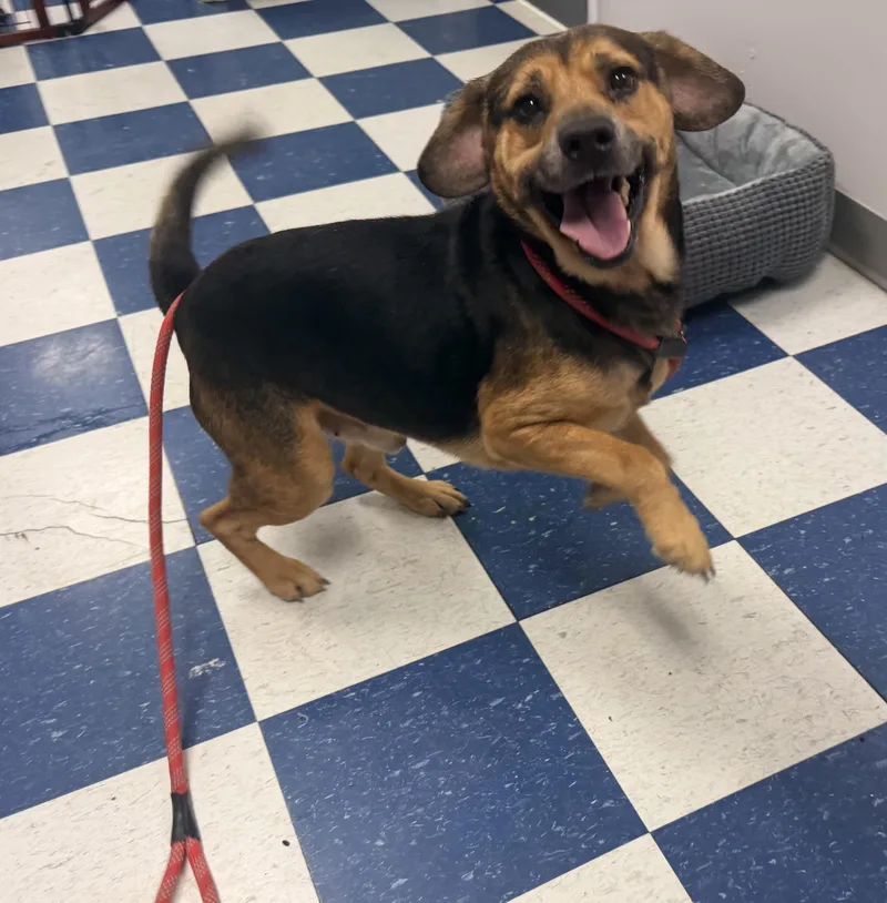 An adult medium-sized male Mixed Breed dog named Manny for adoption in Auburn, AL