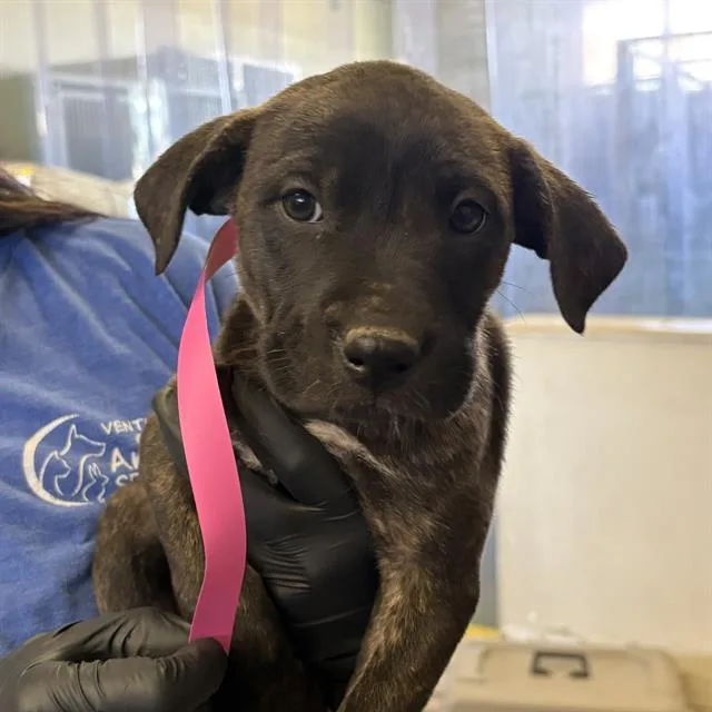 A baby medium-sized female Boxer dog named A for adoption in Camarillo, CA