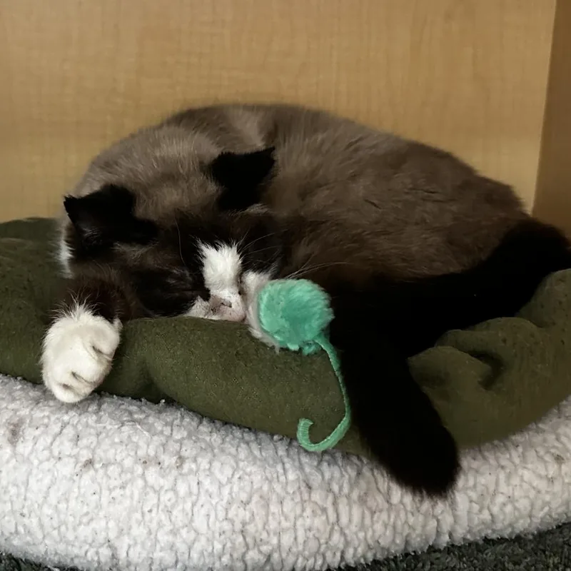 A senior medium-sized female Blue Cream Domestic Short Hair cat named Pink Toe Bean for adoption in Washington Township, OH