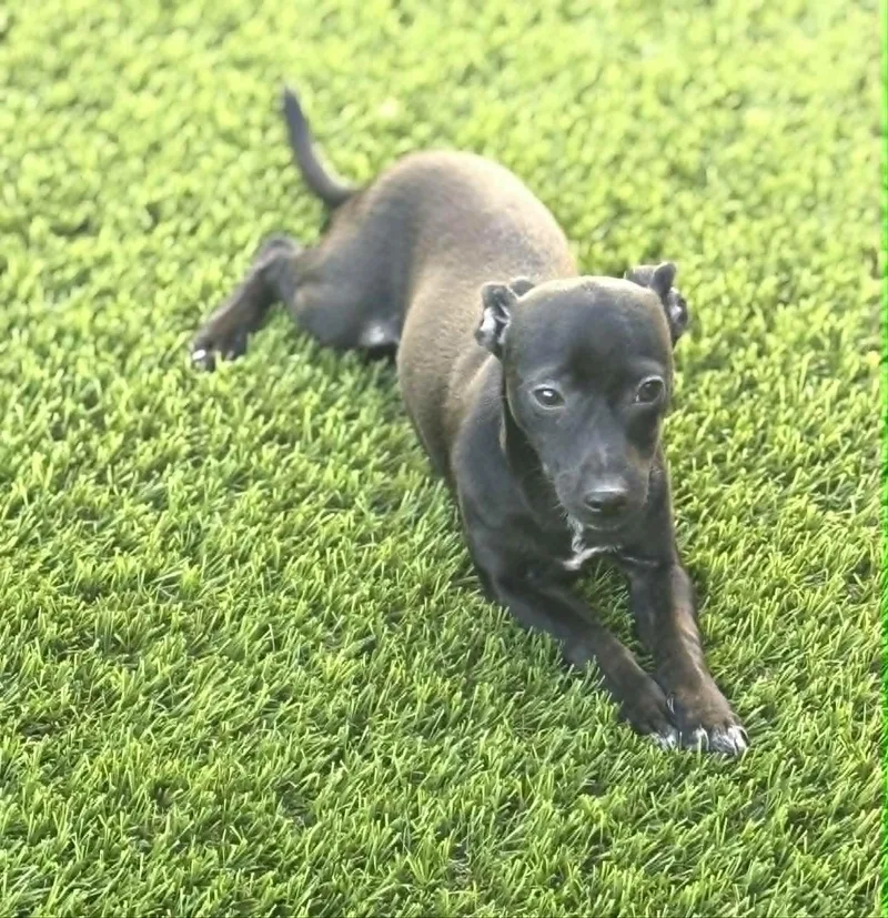 Pepper