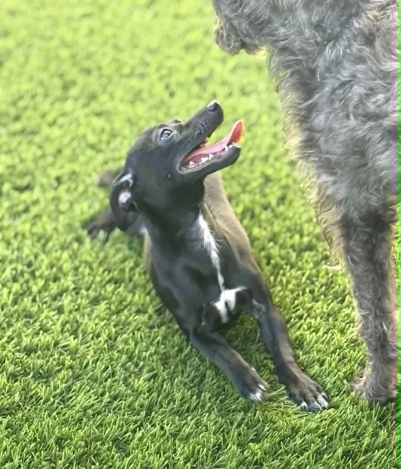 Pepper thumbnail 4