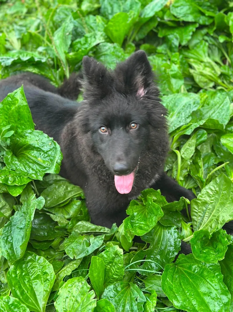 A young large-sized female Belgian Shepherd / Sheepdog dog named Dakota Rose for adoption in Merriam, KS