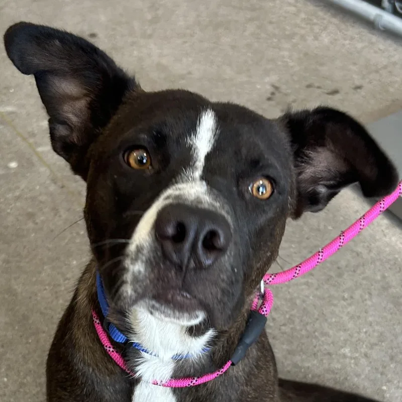 A young medium-sized male Brown / Chocolate Mixed Breed dog named Stack for adoption in Las Cruces, NM