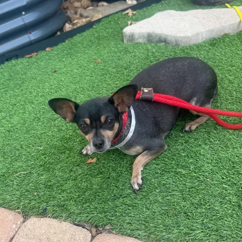 An adult small-sized female Chihuahua dog named Ruthie Arriving  D for adoption in Princeton, MN