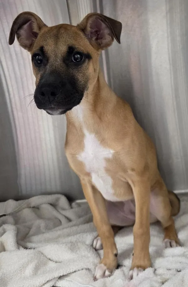A baby large-sized female Boxer dog named Summer for adoption in El Cajon, CA