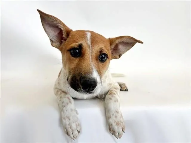 A baby medium-sized male Terrier dog named Sabre for adoption in Saint Louis, MO