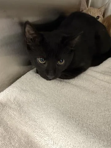 A baby small-sized male Domestic Short Hair cat named Sylvester for adoption in San Martin, CA